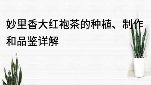 妙里香大红袍茶的种植、制作和品鉴详解