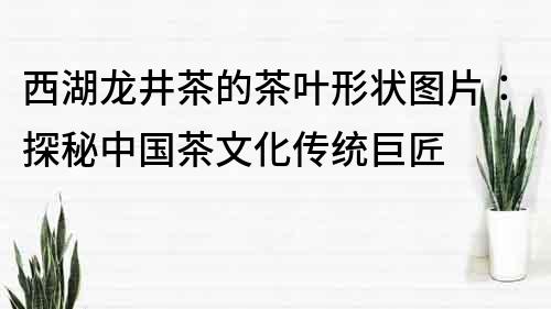 西湖龙井茶的茶叶形状图片：探秘中国茶文化传统巨匠