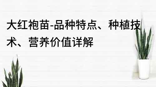 大红袍苗-品种特点、种植技术、营养价值详解