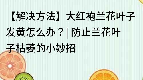 【解决方法】大红袍兰花叶子发黄怎么办？| 防止兰花叶子枯萎的小妙招