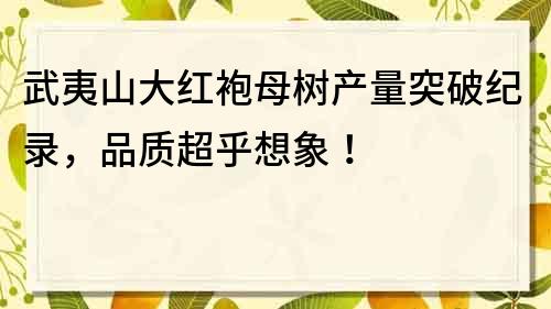 武夷山大红袍母树产量突破纪录，品质超乎想象！