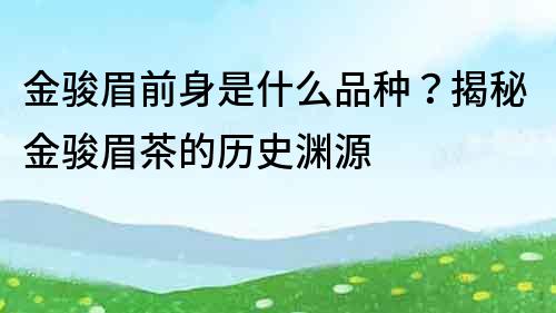 金骏眉前身是什么品种？揭秘金骏眉茶的历史渊源