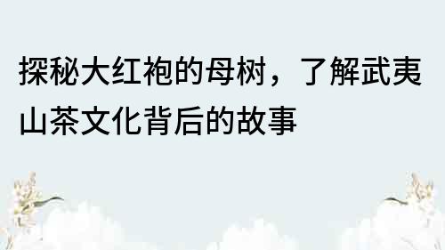 探秘大红袍的母树，了解武夷山茶文化背后的故事