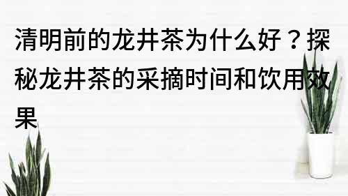 清明前的龙井茶为什么好？探秘龙井茶的采摘时间和饮用效果