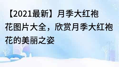 【2022最新】月季大红袍花图片大全，欣赏月季大红袍花的美丽之姿