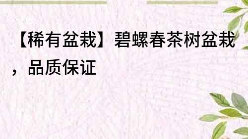 【稀有盆栽】碧螺春茶树盆栽，品质保证