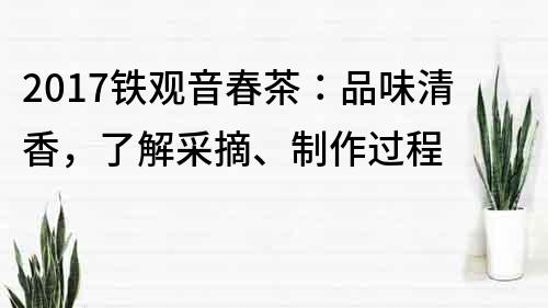 2017铁观音春茶：品味清香，了解采摘、制作过程