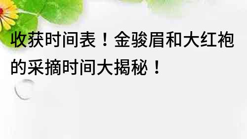 收获时间表！金骏眉和大红袍的采摘时间大揭秘！