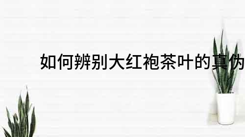 如何辨别大红袍茶叶的真伪？