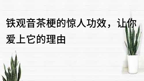 铁观音茶梗的惊人功效，让你爱上它的理由