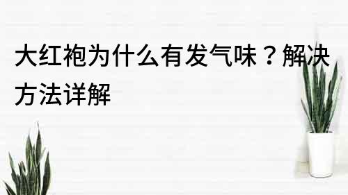 大红袍为什么有发气味？解决方法详解