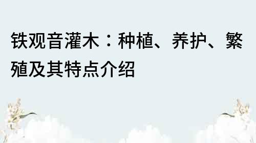 铁观音灌木：种植、养护、繁殖及其特点介绍