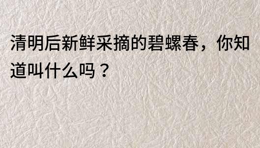 清明后新鲜采摘的碧螺春，你知道叫什么吗？