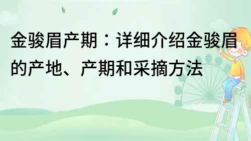 金骏眉产期：详细介绍金骏眉的产地、产期和采摘方法