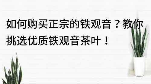 如何购买正宗的铁观音？教你挑选优质铁观音茶叶！