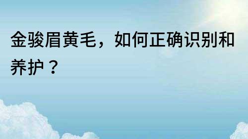 金骏眉黄毛，如何正确识别和养护？