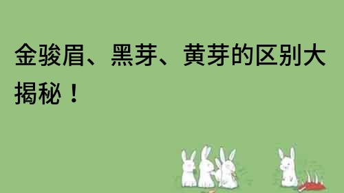 金骏眉、黑芽、黄芽的区别大揭秘！