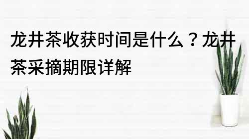 龙井茶收获时间是什么？龙井茶采摘期限详解