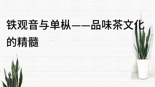 铁观音与单枞——品味茶文化的精髓