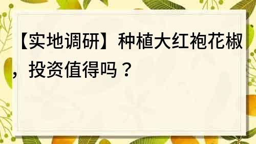 【实地调研】种植大红袍花椒，投资值得吗？