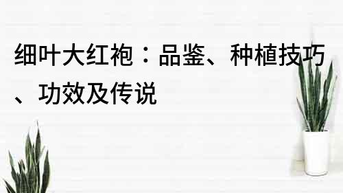 细叶大红袍：品鉴、种植技巧、功效及传说