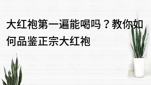 大红袍第一遍能喝吗？教你如何品鉴正宗大红袍