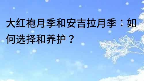 大红袍月季和安吉拉月季：如何选择和养护？