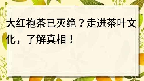 大红袍茶已灭绝？走进茶叶文化，了解真相！