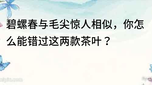 碧螺春与毛尖惊人相似，你怎么能错过这两款茶叶？