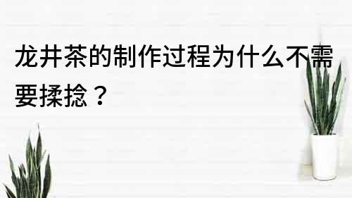 龙井茶的制作过程为什么不需要揉捻？