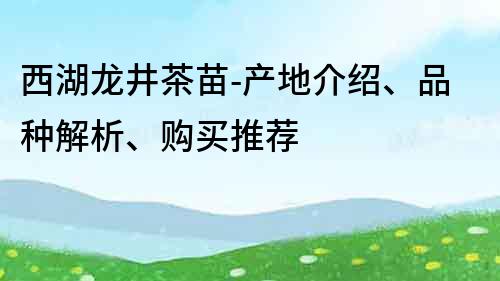 西湖龙井茶苗-产地介绍、品种解析、购买推荐