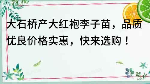 大石桥产大红袍李子苗，品质优良价格实惠，快来选购！